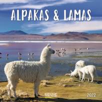 Alpakas und Lamas 2022 - 