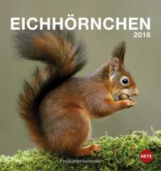 Eichhörnchen Postkartenkalender 2016