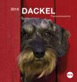 Dackel Postkartenkalender 2016 - 