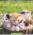 Auf leisen Pfoten 2012 - Postkartenkalender - 