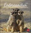 Erdmännchen Postkartenkalender 2020 - 