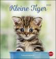 Katzen Postkartenkalender Kleine Tiger 2020 - 