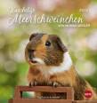 Kuschelige Meerschweinchen Postkartenkalender 2021 