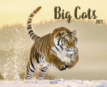 Big Cats 2021 - 
