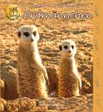 Erdmännchen - 