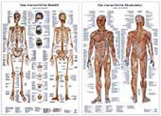 Anatomie-Lerntafeln Das Skelett  und  Die menschliche Muskulatur