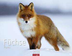 Füchse - Kalender 2018 