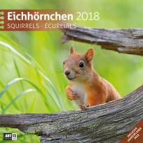 Eichhörnchen 30x30 2018 