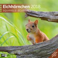 Eichhörnchen 30x30 2018 - 