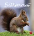 Eichhörnchen Postkartenkalender 2019 