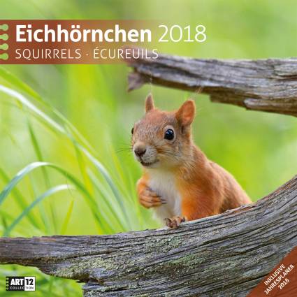 Eichhörnchen 30x30 2018