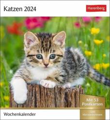 Katzen Postkartenkalender 2024